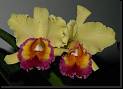 Cattleya hibrida amarilla * Rodrigo Remolina
 * Rodrigo Remolina
